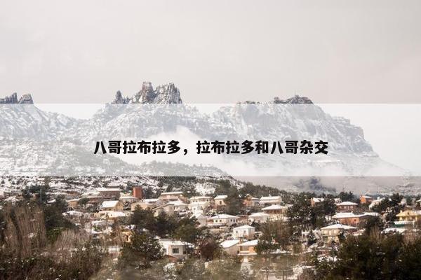 八哥拉布拉多，拉布拉多和八哥杂交