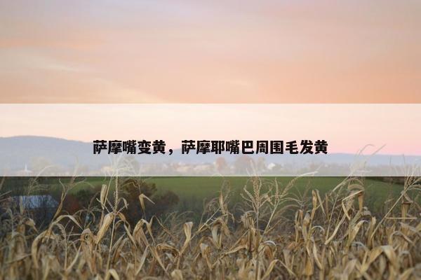 萨摩嘴变黄，萨摩耶嘴巴周围毛发黄