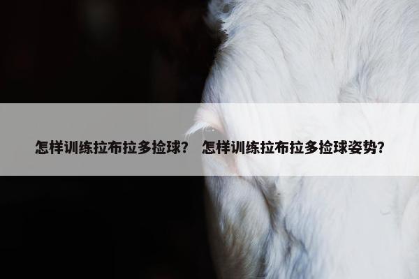 怎样训练拉布拉多捡球？ 怎样训练拉布拉多捡球姿势？