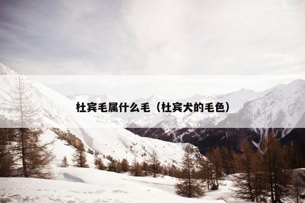 杜宾毛属什么毛（杜宾犬的毛色）