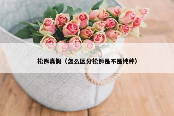 松狮真假（怎么区分松狮是不是纯种）