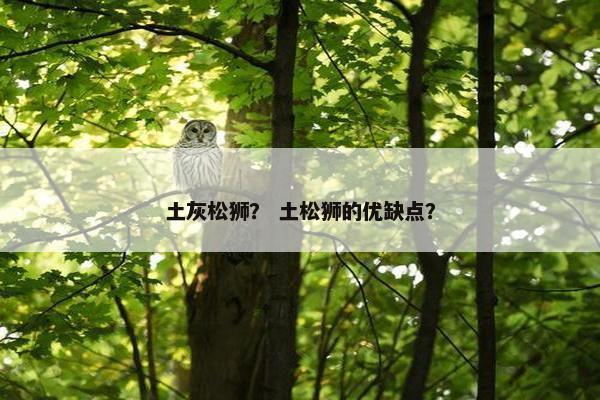 土灰松狮？ 土松狮的优缺点？
