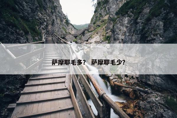萨摩耶毛多？ 萨摩耶毛少？