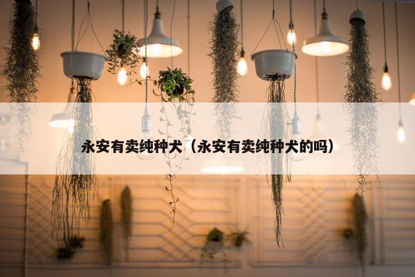 永安有卖纯种犬（永安有卖纯种犬的吗）