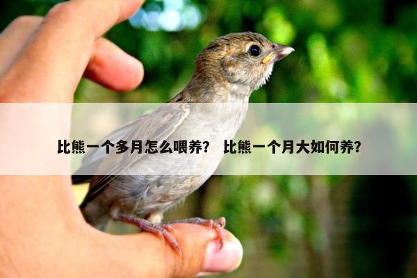 比熊一个多月怎么喂养？ 比熊一个月大如何养？