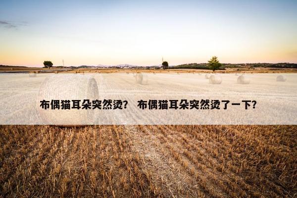 布偶猫耳朵突然烫？ 布偶猫耳朵突然烫了一下？