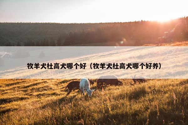 牧羊犬杜高犬哪个好（牧羊犬杜高犬哪个好养）