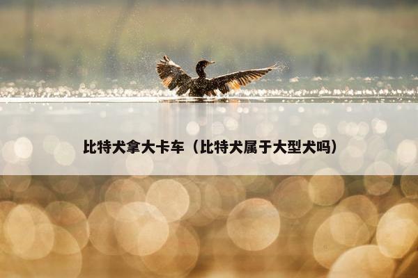 比特犬拿大卡车（比特犬属于大型犬吗）