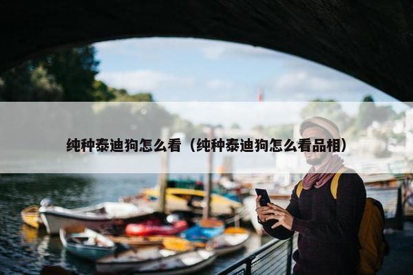 纯种泰迪狗怎么看（纯种泰迪狗怎么看品相）