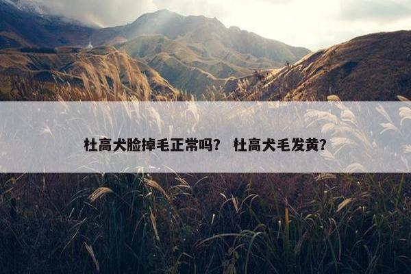 杜高犬脸掉毛正常吗？ 杜高犬毛发黄？