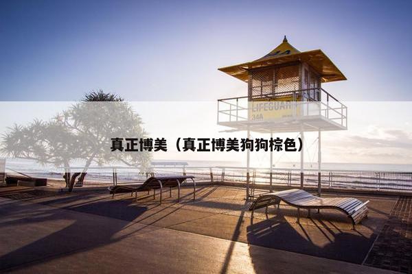 真正博美（真正博美狗狗棕色）