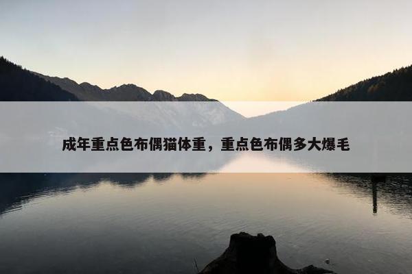 成年重点色布偶猫体重，重点色布偶多大爆毛