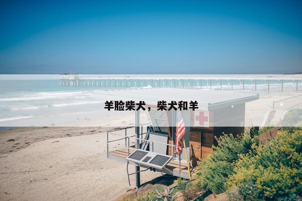 羊脸柴犬，柴犬和羊