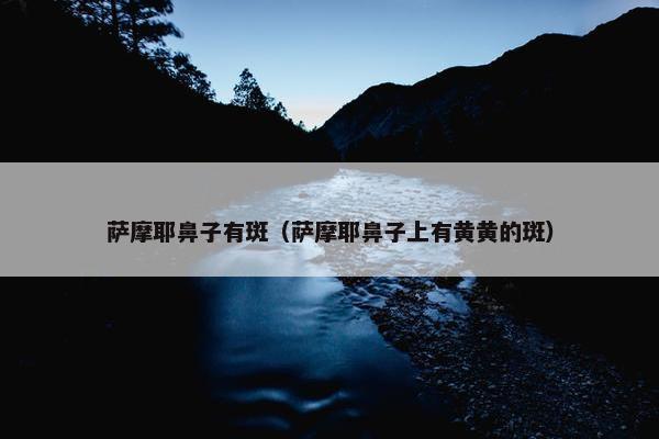 萨摩耶鼻子有斑（萨摩耶鼻子上有黄黄的斑）