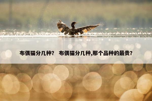 布偶猫分几种？ 布偶猫分几种,那个品种的最贵？
