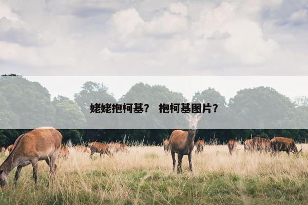 姥姥抱柯基？ 抱柯基图片？