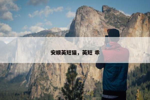 安顺英短猫，英短 乖
