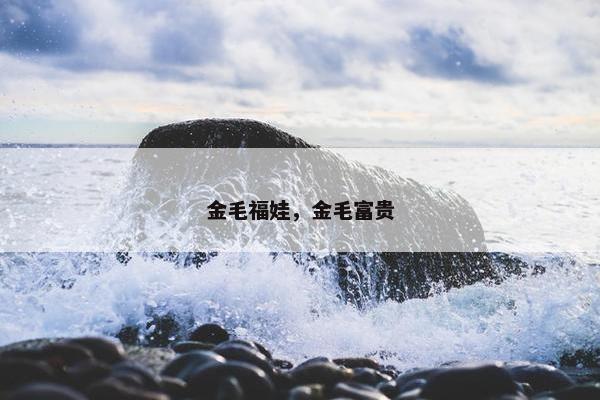 金毛福娃，金毛富贵