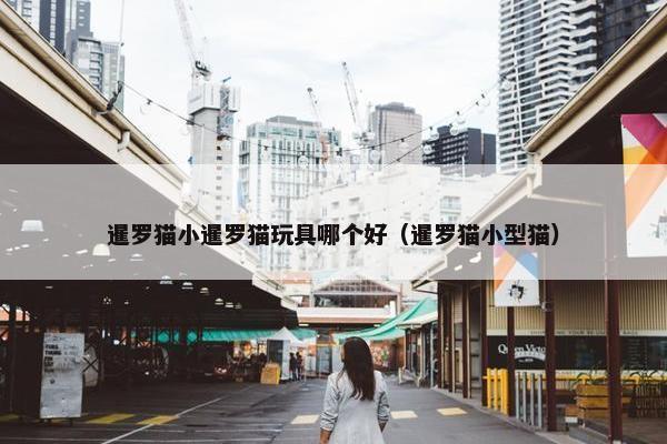 暹罗猫小暹罗猫玩具哪个好（暹罗猫小型猫）
