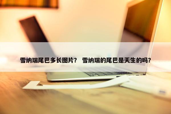 雪纳瑞尾巴多长图片？ 雪纳瑞的尾巴是天生的吗？