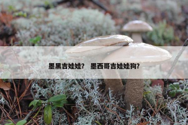墨黑吉娃娃？ 墨西哥吉娃娃狗？