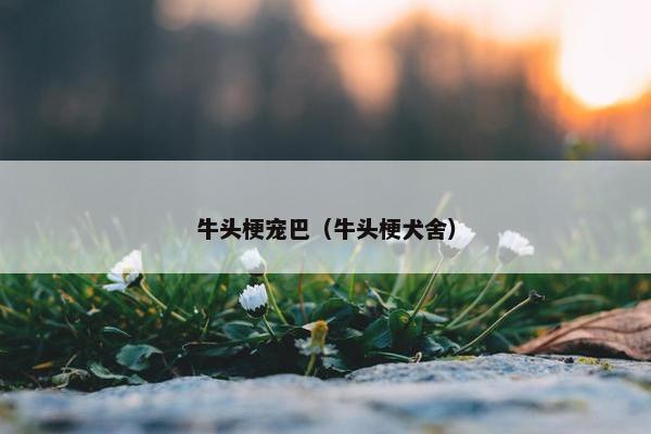 牛头梗宠巴（牛头梗犬舍）