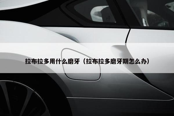 拉布拉多用什么磨牙（拉布拉多磨牙期怎么办）