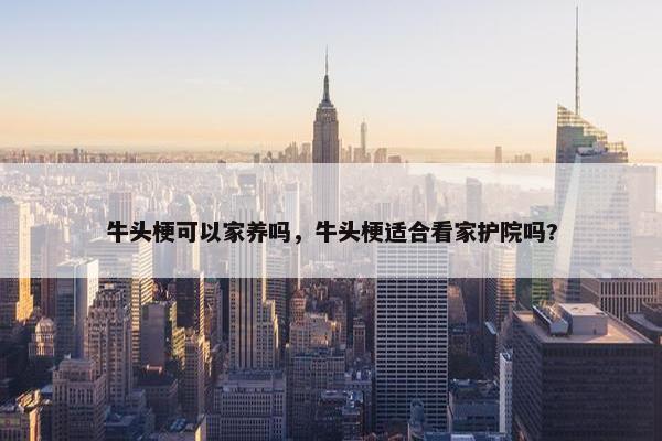 牛头梗可以家养吗，牛头梗适合看家护院吗?