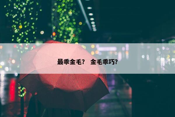 最乖金毛？ 金毛乖巧？