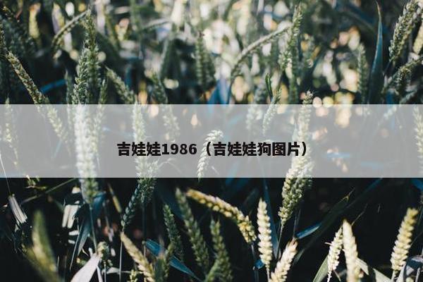 吉娃娃1986（吉娃娃狗图片）