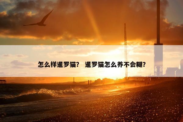 怎么样暹罗猫？ 暹罗猫怎么养不会糊？