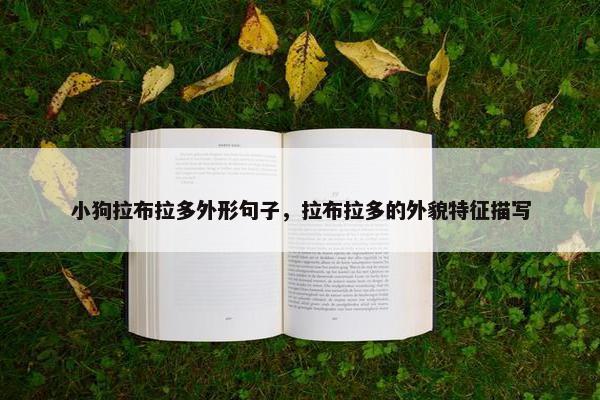 小狗拉布拉多外形句子，拉布拉多的外貌特征描写