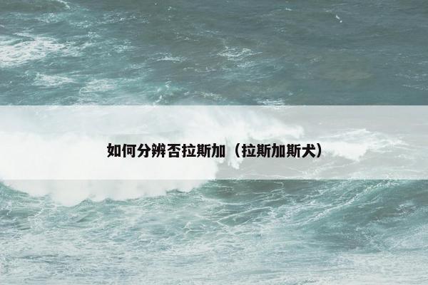 如何分辨否拉斯加（拉斯加斯犬）