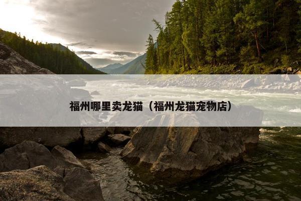 福州哪里卖龙猫（福州龙猫宠物店）