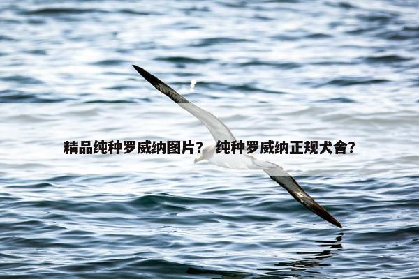 精品纯种罗威纳图片？ 纯种罗威纳正规犬舍？