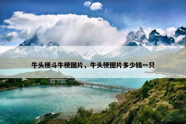 牛头梗斗牛梗图片，牛头梗图片多少钱一只