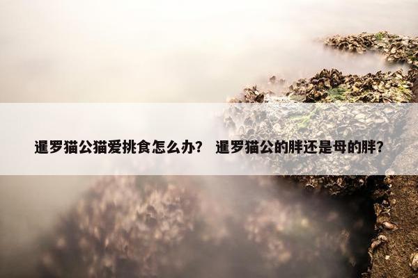 暹罗猫公猫爱挑食怎么办？ 暹罗猫公的胖还是母的胖？