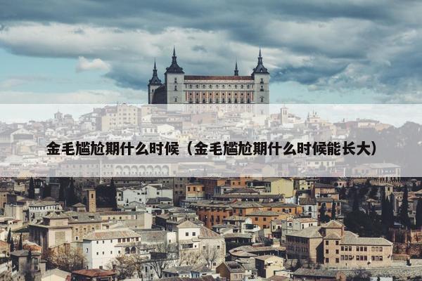 金毛尴尬期什么时候（金毛尴尬期什么时候能长大）