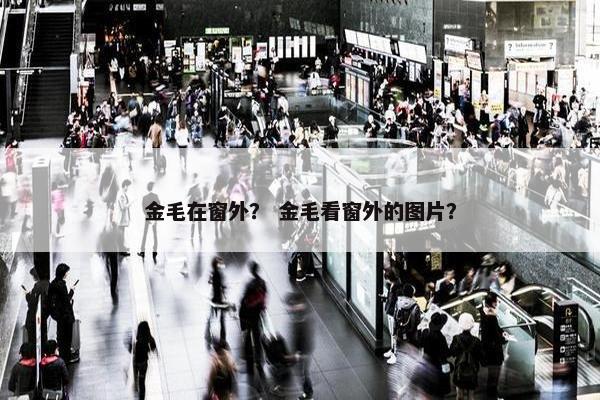 金毛在窗外？ 金毛看窗外的图片？