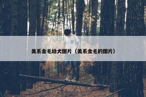 美系金毛幼犬图片（美系金毛的图片）