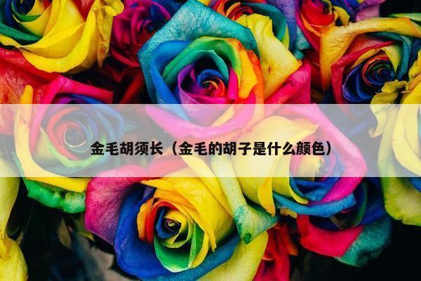金毛胡须长（金毛的胡子是什么颜色）