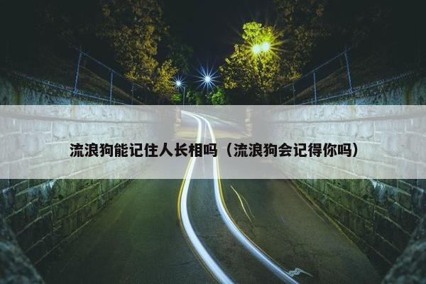 流浪狗能记住人长相吗（流浪狗会记得你吗）