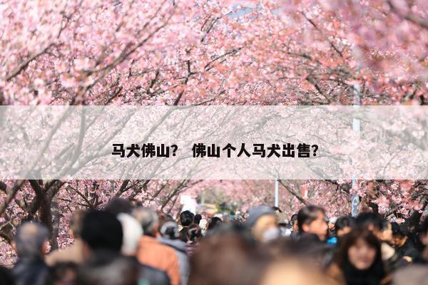 马犬佛山？ 佛山个人马犬出售？