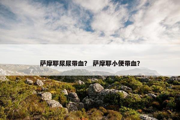 萨摩耶尿尿带血？ 萨摩耶小便带血？