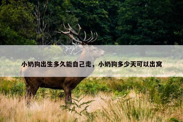 小奶狗出生多久能自己走，小奶狗多少天可以出窝