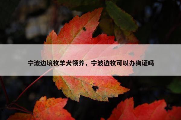 宁波边境牧羊犬领养，宁波边牧可以办狗证吗