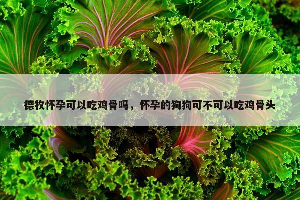 德牧怀孕可以吃鸡骨吗，怀孕的狗狗可不可以吃鸡骨头