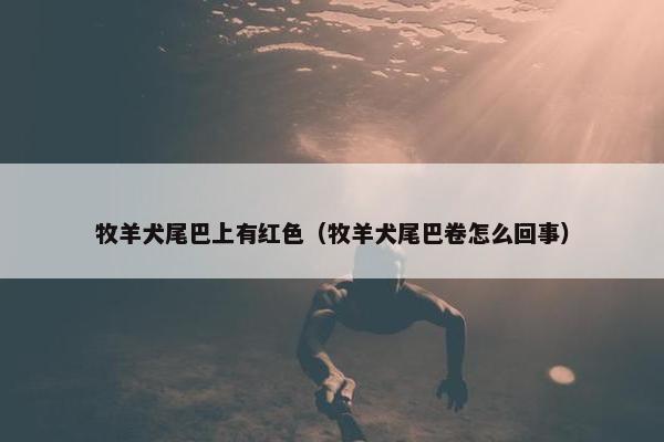 牧羊犬尾巴上有红色（牧羊犬尾巴卷怎么回事）