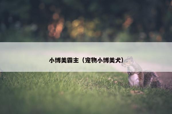 小博美霸主（宠物小博美犬）