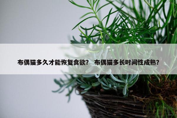 布偶猫多久才能恢复食欲？ 布偶猫多长时间性成熟？